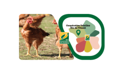 Poules Poules