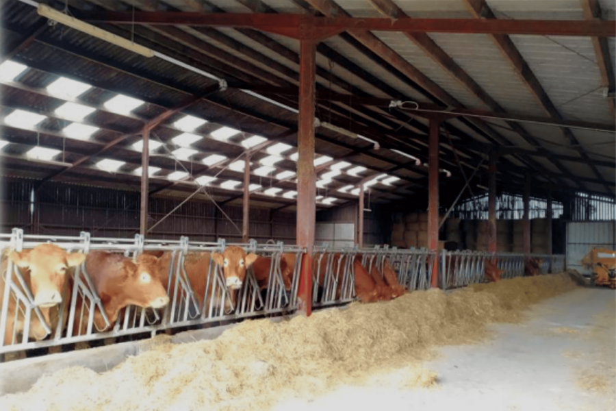 Vaches