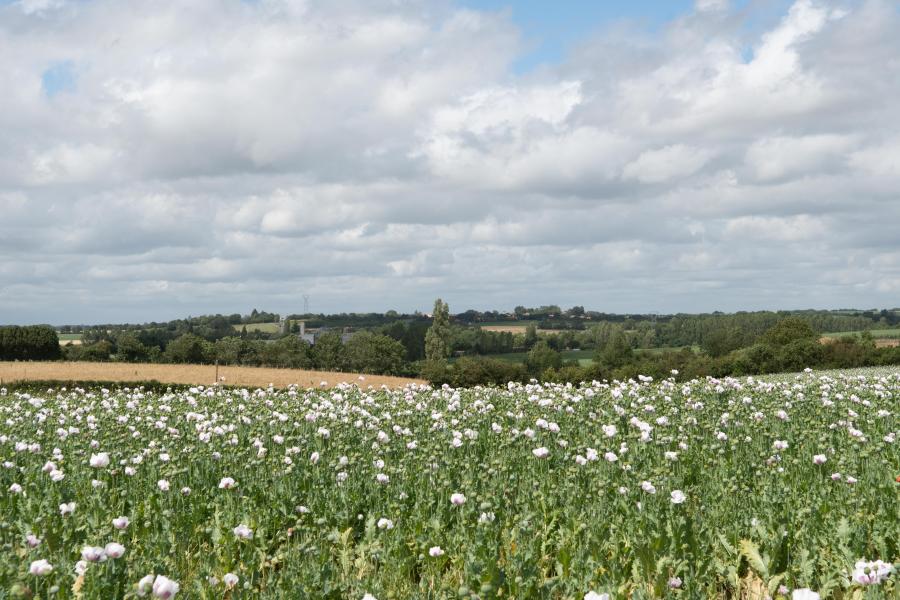 Champ de fleurs de Pavot