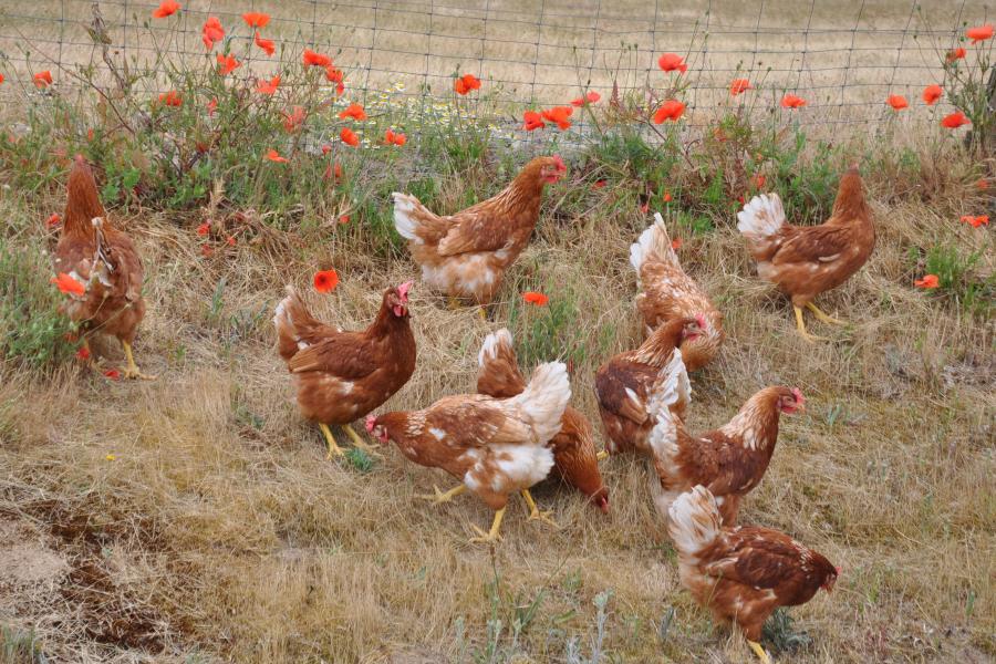 poules pondeuses