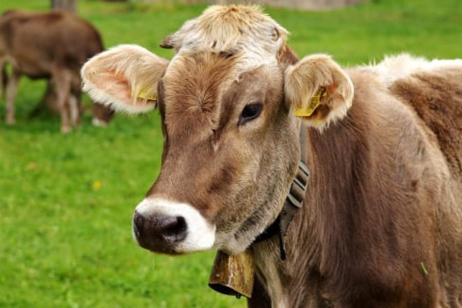 Vache Allgäu