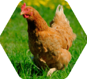 Poule Poule dans un champs d'herbe
